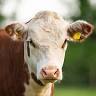 Long Meadow Beef