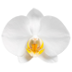 L'Orchidée