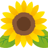 Hasuda Negane sunflower field