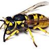 Loveless Exterminating