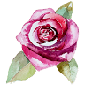 Luminous Rose