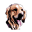 LUNACAN (tienda de alimentación para mascotas y adiestrador canino profesional en San Jose de la Rinconada)