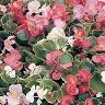 Lehigh Valley Home & Garden Center