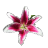 Lwflowers.Com