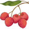 Lychee Divine