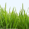 Macarthur Turf & Orchard