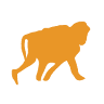 Mad Monkey Studio's