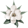 Magnolia Hemp Company
