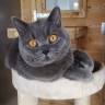 Maidenlands Cattery