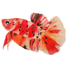 Maipenrai Aquarium