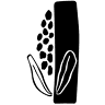MAÍZ
