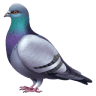 Bird magazine pas.com