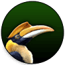 Malabar hornbill holidays