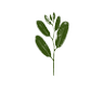 Mama Gaia Medicine
