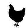 Maple Creek Farm LLC Custom Poultry Processing