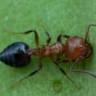 Marlboro Pest Control Experts