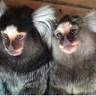 Marmosetdiets