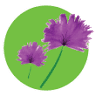 Mattituck Florist