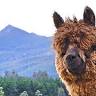 Maydena Mountain Cabins & Alpacas