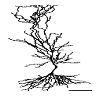 Memoclínica