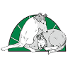 Mendota Companion Animal Centre: Wolf, Cathy J DVM