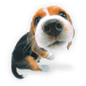 Menifee Valley Animal Clinic