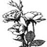 Mercadante Funeral Home & Chapel