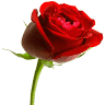 Michael Rose Painting & Decorating Services