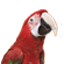 Midland Parrots