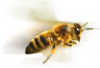 Honey Clauses