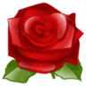 Million Roses