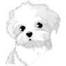 Milù Pet Shop