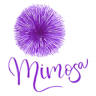 Mimosa flors i detalls