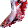 Mondo Acquatico
