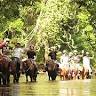 Mount N Ride Rainforest Horseback Tours Cairns
