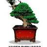 Museo Tatsugoro Bonsai Team