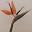 MVO Strelitzia