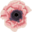 Mydláreň Anemone