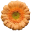 myFlowers GmbH