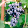 Narcisi Winery