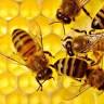OFFICE BEEKEEPING CENTER SOUTH - NATUR-HONIG - NATURE HONEY