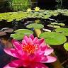 Natures Paradise