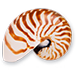 Nautilus Holiday Apartments