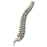 The Neurosurgery Spine Center