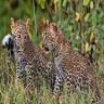 Newland Tarlton Safaris