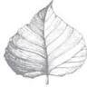New Leaf Design