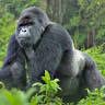 NGONI Safaris Uganda