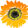 Sunflower Festival