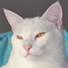 Le Nid tout doux pour Minou - Pension de Vacances pour Chat
