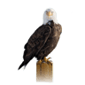 Minicamping:Nieuw Arendsrust op 14